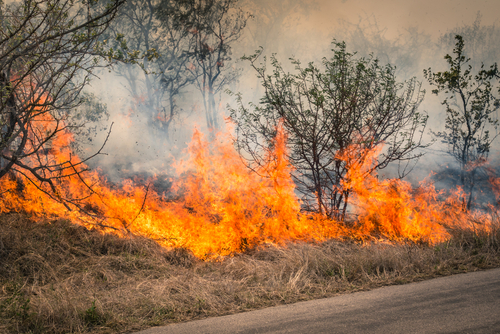 Preparing for Bushfires