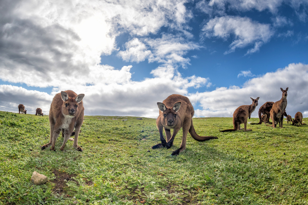 KANGAROO COLLISIONS ON THE UP