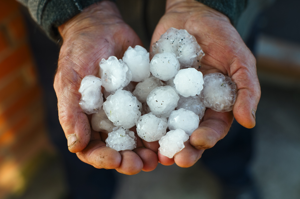 November Hailstorm Tally Released