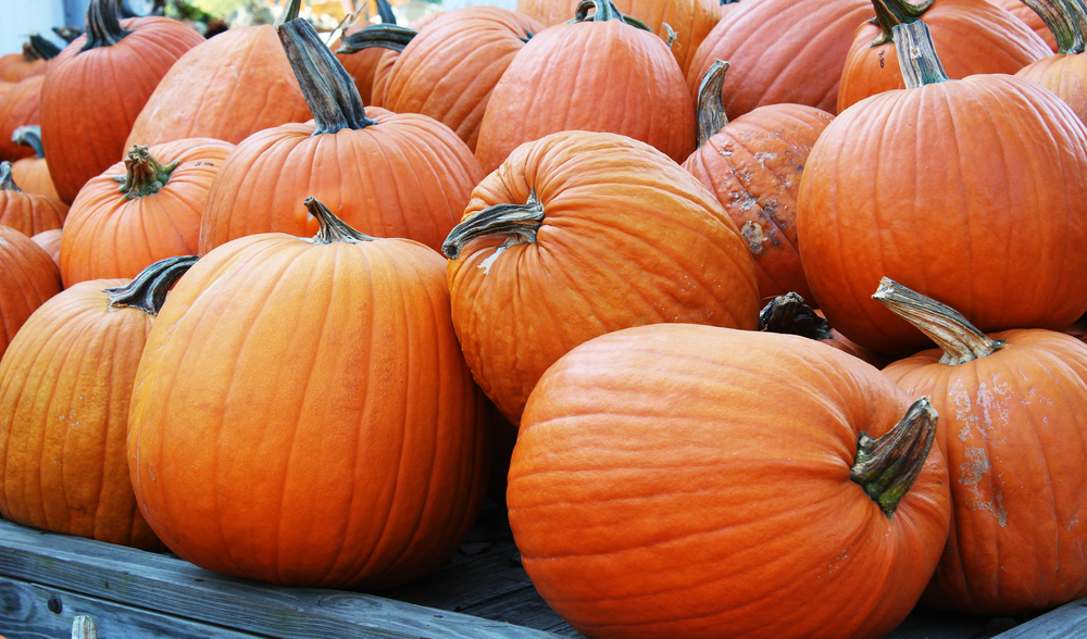 PLASTIC PUMPKIN FOILS FRAUDSTER